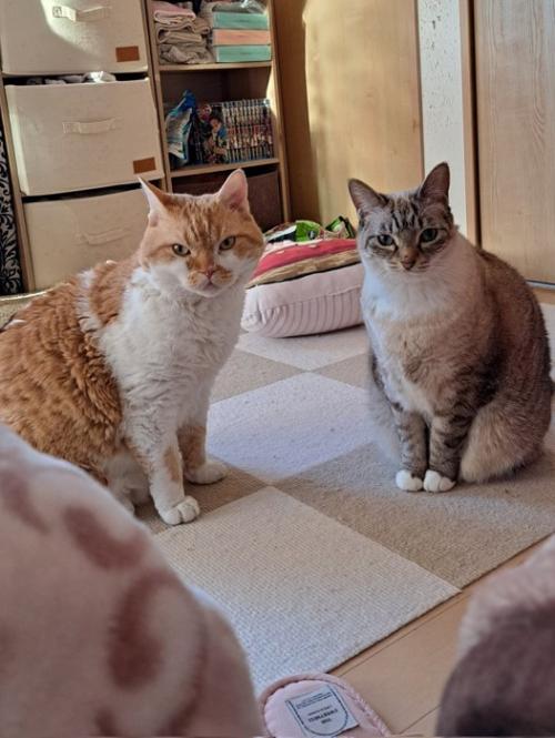 並んで座る2匹の猫