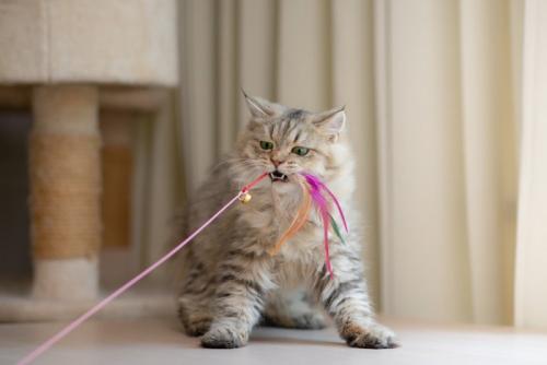 猫じゃらしを捕まえた猫