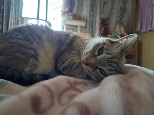 横になる猫