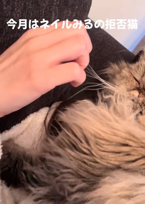 顔を背ける猫