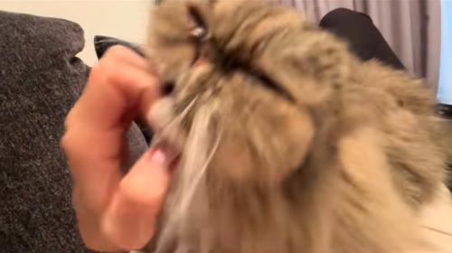 爪に顔をスリスリする猫2