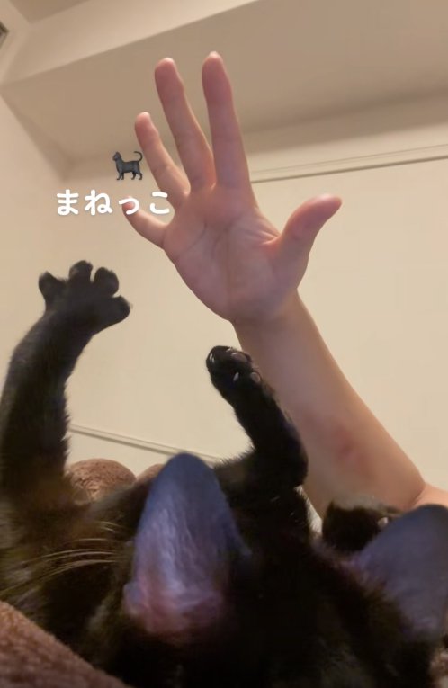 手をパーにしている猫と飼い主