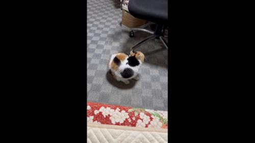 誤魔化しているミケ