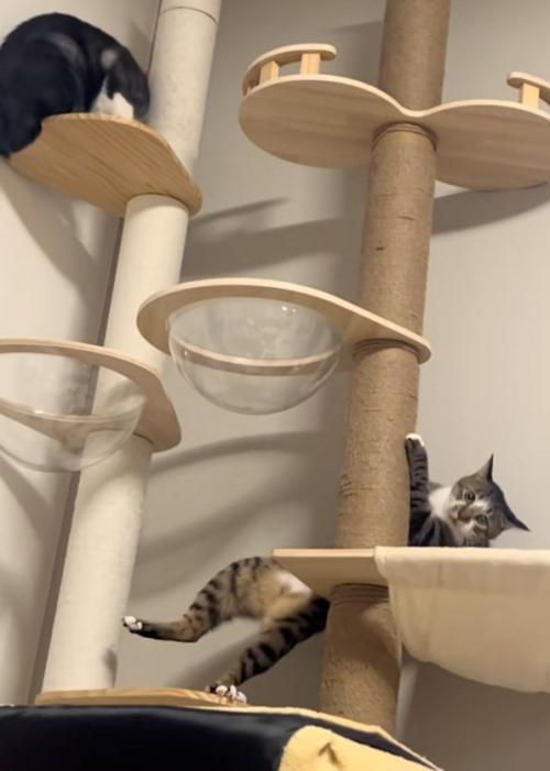 バランスを崩す猫