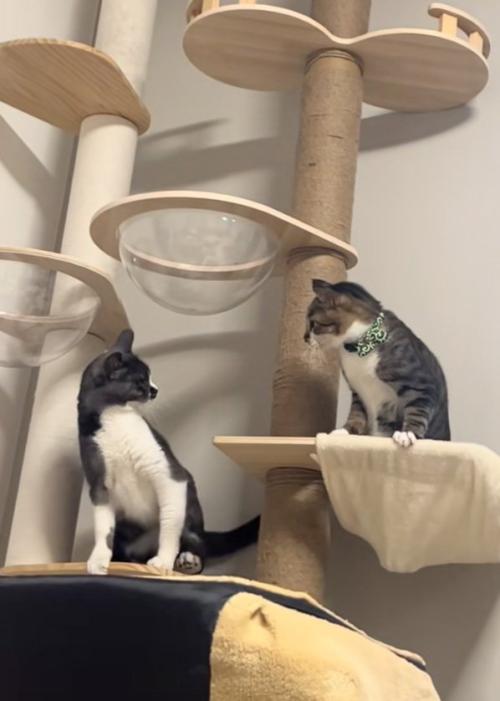 睨む猫