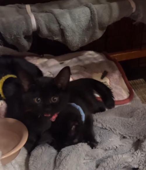 毛布を前足で揉む青い首輪の子猫