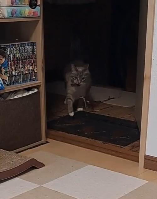 走ってくる猫