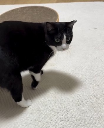 振り向く猫