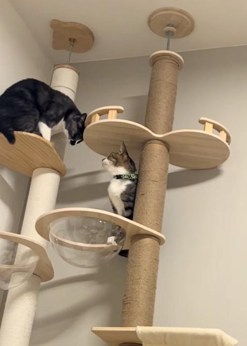 見つかる猫