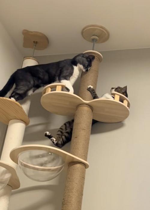 滑る猫