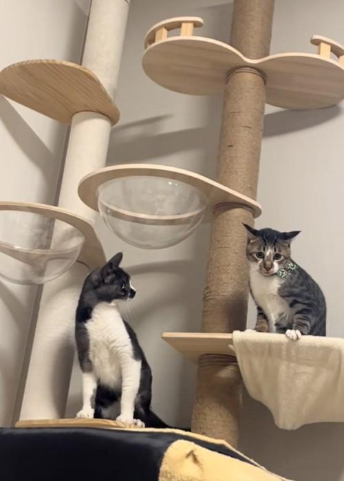 気まずい猫