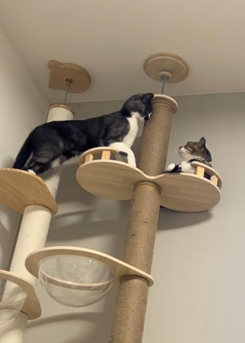 手を出す猫