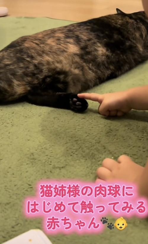 「猫姉様の肉球に...」のテロップ写真1