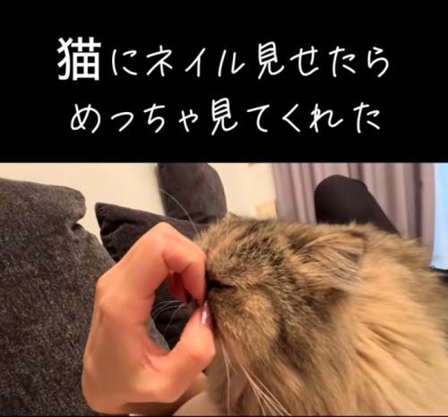 爪に顔を押し付ける猫