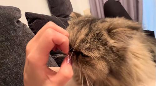 爪に顔を押し付ける猫