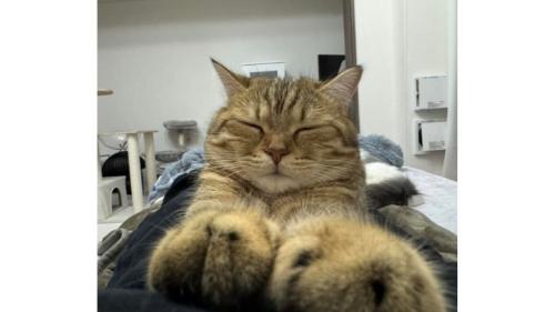 寝ている猫