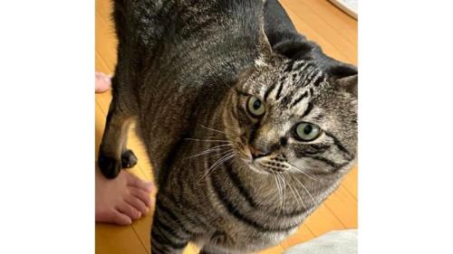 室内にいる猫
