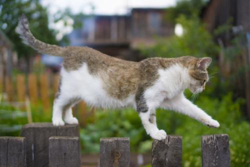 柵の上を歩く猫