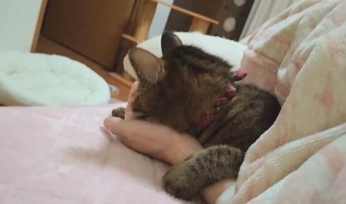 人の手に顔を乗せる猫