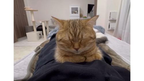寝ている猫