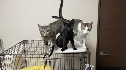 寄り集まって飼い主を見つめる3頭の猫