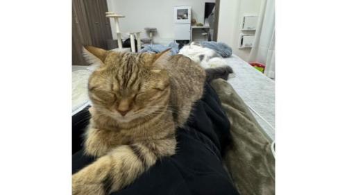 寝ている猫