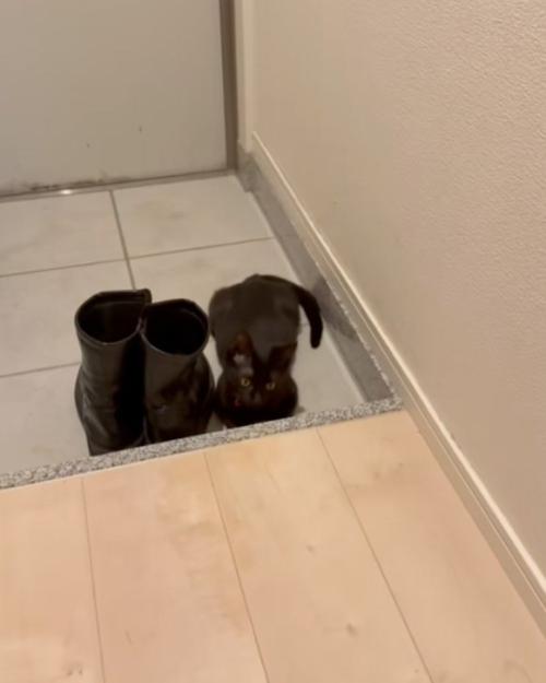 待機する猫