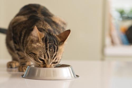 ご飯を食べる猫