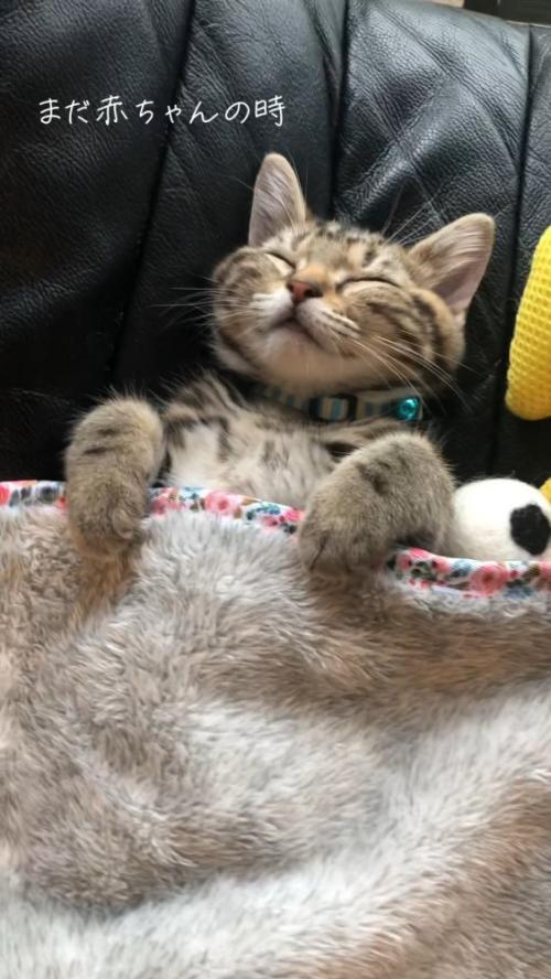 布団で眠る猫さん