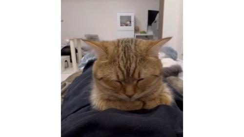 寝ている猫