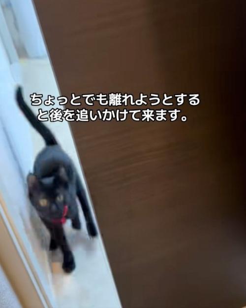 寄る猫