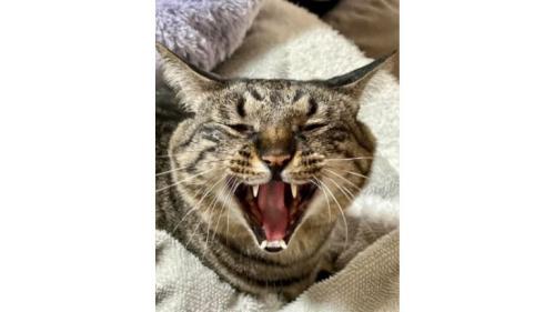 口を開けている猫