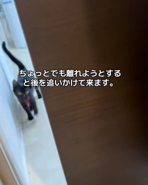 来る猫