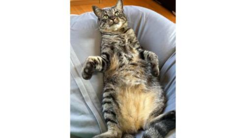 寝転ぶ猫