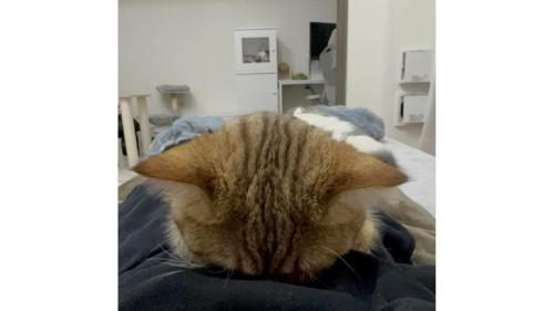 寝ている猫