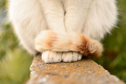 しっぽを体に巻き付ける猫