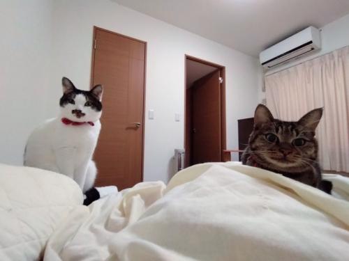 カメラの方をみる2匹の猫