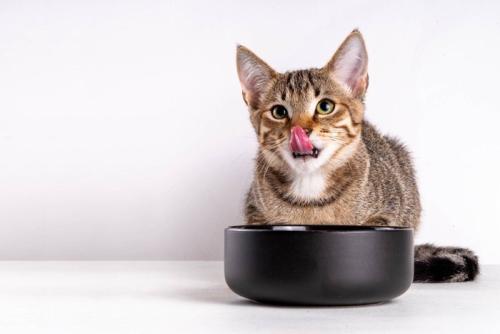 お皿の横にキャットフードをこぼして食べる猫