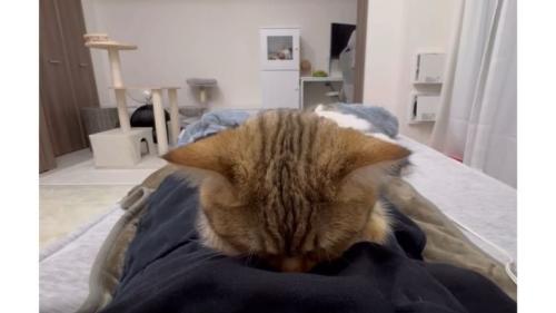 寝ている猫