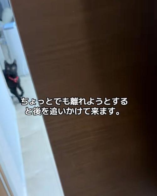 遠くの猫