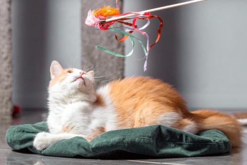 猫じゃらし