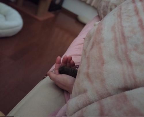 人の手のひらに乗る猫の手