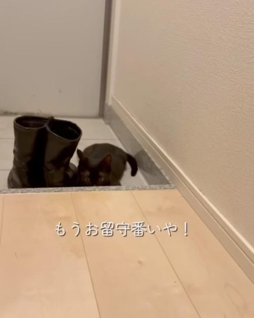 見る猫