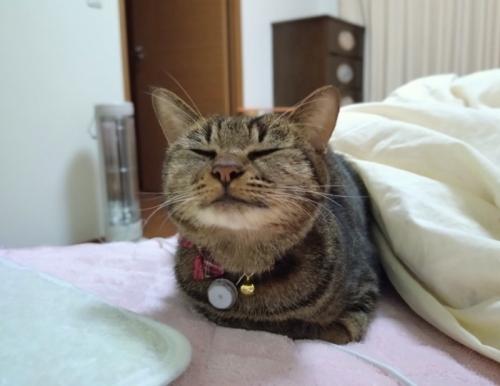 目を閉じる猫