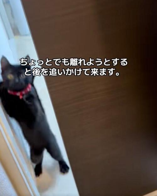 飛び上がる猫
