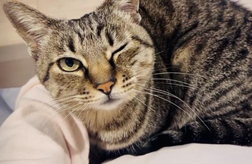 ママの膝の上でくつろぐキジトラ猫