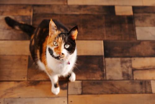 見上げる三毛猫