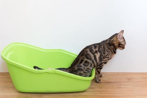 トイレから前足を出し排泄する猫