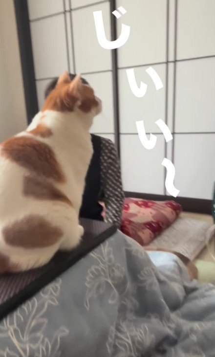 見つめる猫