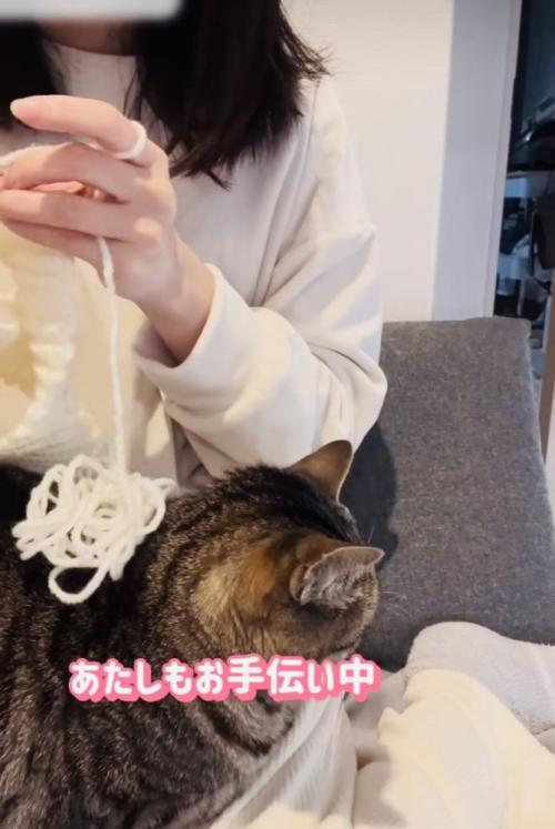 ニット帽を編むママの膝の上に座るキジトラ猫